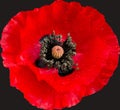 Dew covered isolated poppy head Royalty Free Stock Photo