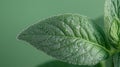 Dew Covered Mint Leaf Close Up View Royalty Free Stock Photo