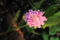 Dew covered pink Strawflower Xerochrysum bracteatum Royalty Free Stock Photo