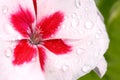 Dew Covered Pink And White Geranium