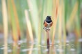 dew-covered reeds with blackbird perched atop