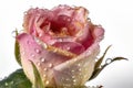 A dew-covered rose bud, with the pink petals visible in the background. Royalty Free Stock Photo