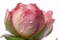 A dew-covered rose bud, with the pink petals visible in the background. Royalty Free Stock Photo