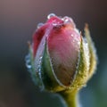 A dew-covered rosebud