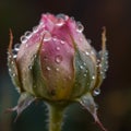 A dew-covered rosebud