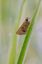 Dew covered skipper on grass blade