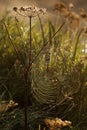 Dew covered spider web bathed in warm orange brown morning light in a green grass meadow with weeds and hogweed Royalty Free Stock Photo