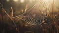 a dew covered spider web in a field of grass at sunset or dawn with the sun shining on the grass and the spider web in the center Royalty Free Stock Photo
