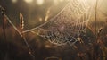 a dew covered spider web in a field of grass at sunset or dawn with the sun shining on the grass and the spider web in the center