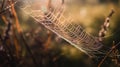 a dew covered spider web in a grassy area with sunlight shining through the spider webs on the spider web, with the grass in the