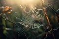 a dew covered spider web in the middle of a field