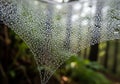 Dew-Covered Spider Web with Sunlit Forest Background in Macro Nature Close-Up Royalty Free Stock Photo