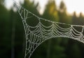 Dew-Covered Spider Web with Sunlit Forest Background in Macro Nature Close-Up Royalty Free Stock Photo