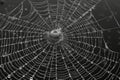 A dew-covered spider web with a spider visible in the center.