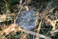 Dew covered spiders web Royalty Free Stock Photo