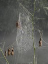 Dew Covered Spiderweb Royalty Free Stock Photo