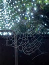 Dew covered spiderweb Royalty Free Stock Photo