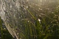 Dew covered spiderweb in meadow early summer morning Royalty Free Stock Photo