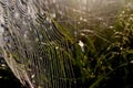 Dew covered spiderweb in meadow early summer morning Royalty Free Stock Photo