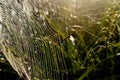 Dew covered spiderweb in meadow early summer morning Royalty Free Stock Photo