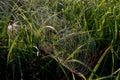 Dew covered spiderweb in meadow early summer morning Royalty Free Stock Photo