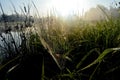 Dew covered spiderweb in meadow early summer morning Royalty Free Stock Photo