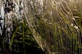 Dew covered spiderweb in meadow early summer morning Royalty Free Stock Photo