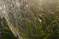 Dew covered spiderweb in meadow early summer morning Royalty Free Stock Photo