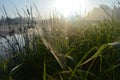 Dew covered spiderweb in meadow early summer morning Royalty Free Stock Photo