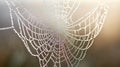 A Dew-Covered Spiderweb in the Soft Light of Dawn Royalty Free Stock Photo