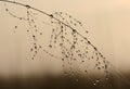 Dew covered spiderwebs in the Everglades.