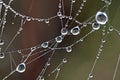 Dew covered spiderwebs in the Everglades.