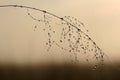 Dew covered spiderwebs in the Everglades.