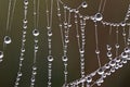 Dew covered spiderwebs in the Everglades.