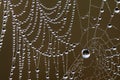 Dew covered spiderwebs in the Everglades.