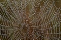 Dew covered spiderwebs in the Everglades.