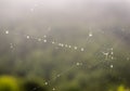 Dew covered spiderwebs in the grass at sunrise with fog at background