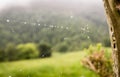 Dew covered spiderwebs in the grass at sunrise with fog at background