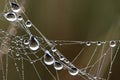 Dew covered spiderwebs in the Everglades.