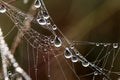 Dew covered spiderwebs in the Everglades.