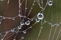 Dew covered spiderwebs in the Everglades.