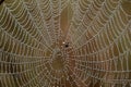 Dew covered spiderwebs in the Everglades.