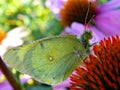 Dew-covered sulphur butterfly on cone flower Royalty Free Stock Photo