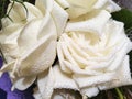 Dew-covered white rose - Close-up white rose with raindrops on the petals