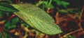 Dew droplets isolated on leaf of Euphorbia heterophylla