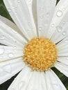 Dew on a daisy