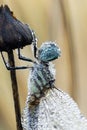 A dew-drenched dragonfly