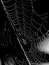 Dew Drenched Spider Web