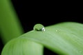 Dew drop Royalty Free Stock Photo