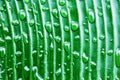 Dew drop on banana leaf close up Royalty Free Stock Photo